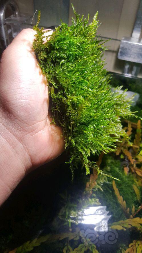 出售出垂泪莫斯大三角莫斯