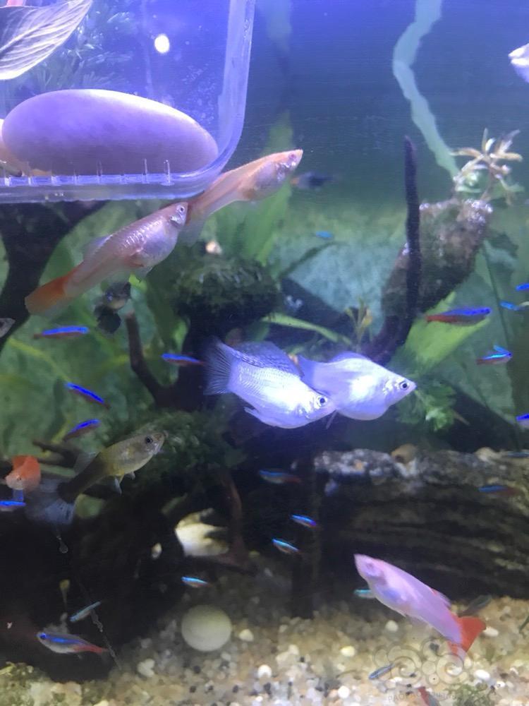 白色的也是米奇鱼吗这两天开始交配了