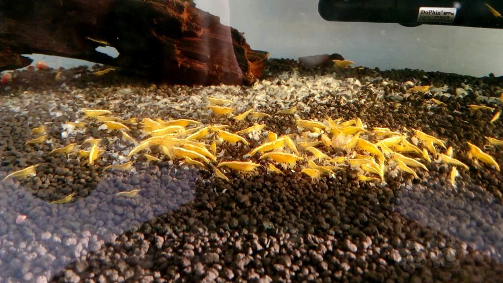 自己养的黄金米虾-图1