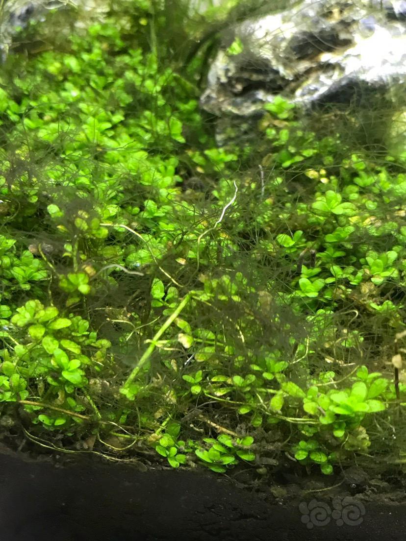 绿毛藻要怎么搞