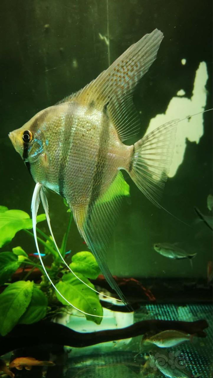 神仙鱼放毒神仙秘鲁小f1