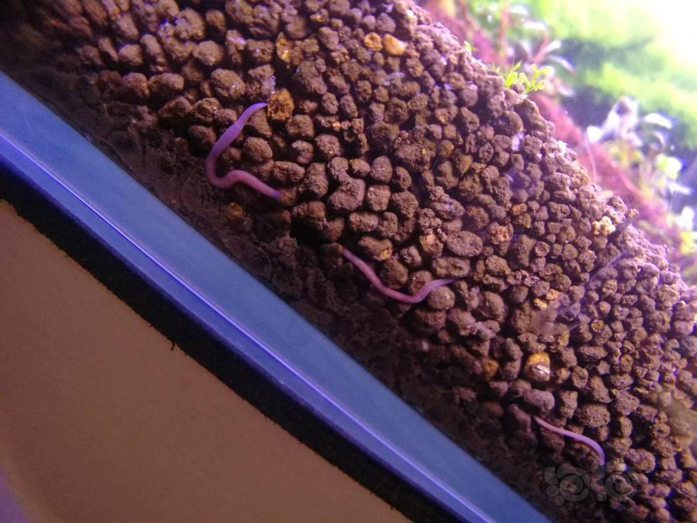 水蛭怎么破捕捉器收效甚微