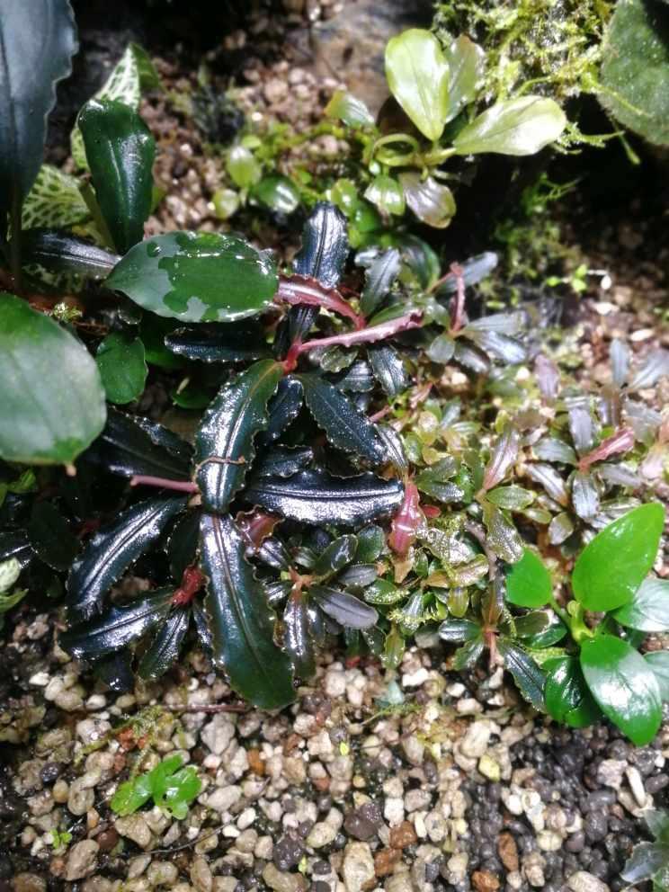 雨林缸养辣椒榕