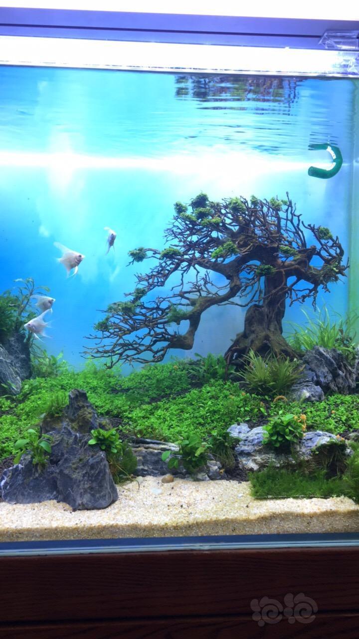 新做小树造景缸