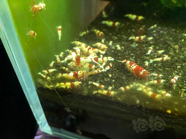 【】北京地区出两组纯血红白水晶虾-图3