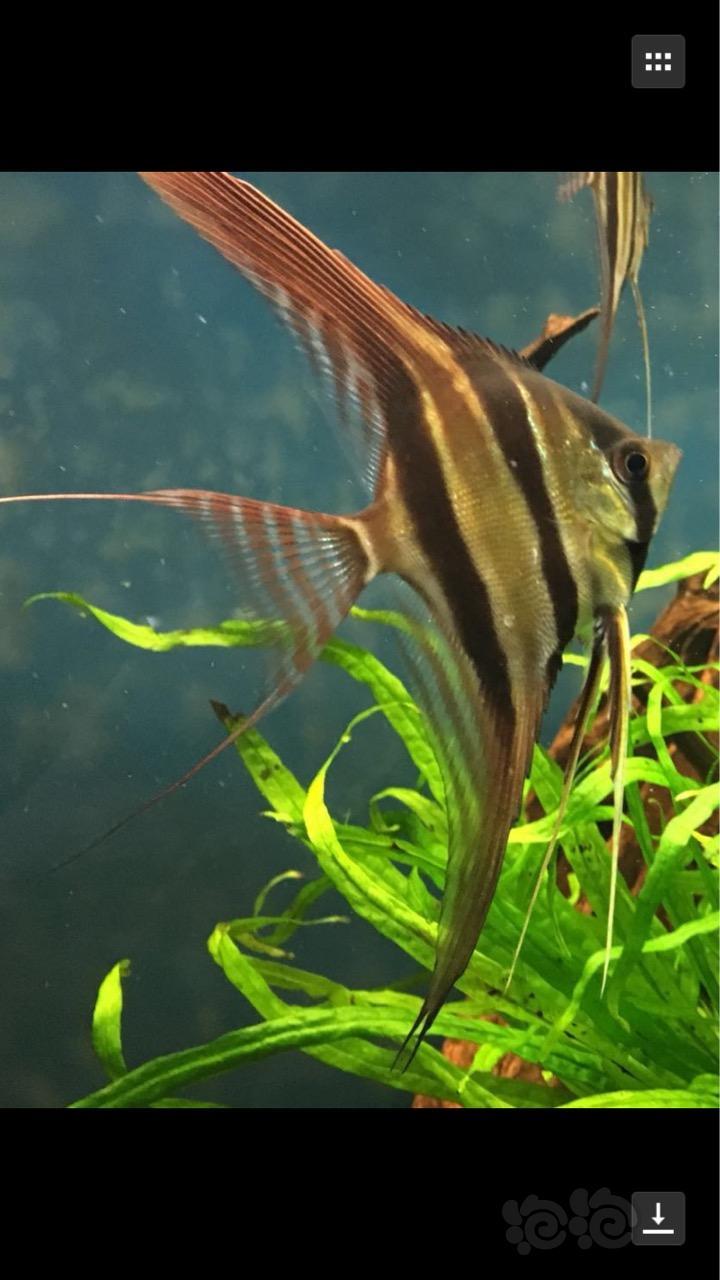 神仙鱼发两张自己的小埃及