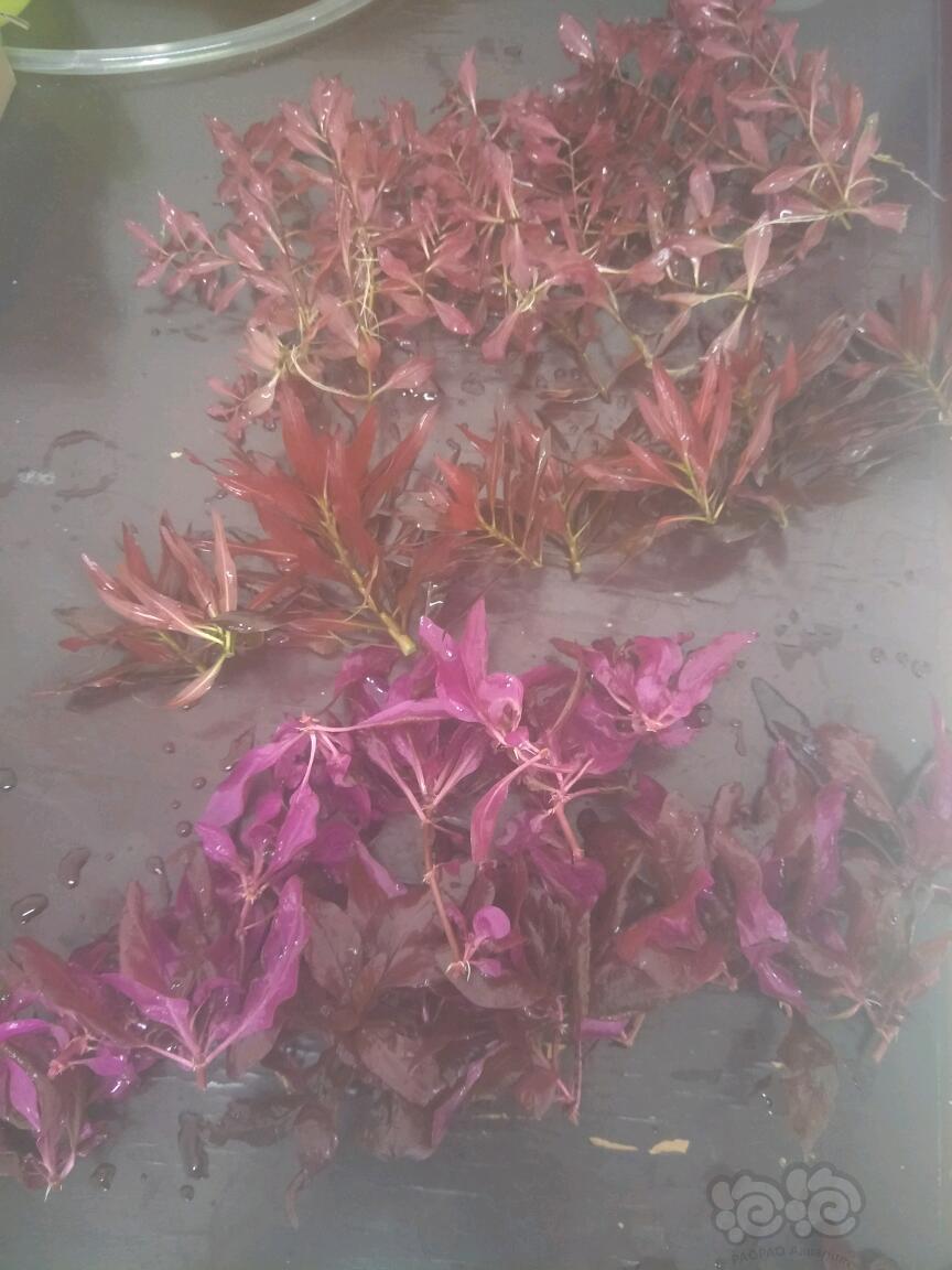 出水草:丹麦红玫瑰、大红叶、紫红丁香-图3