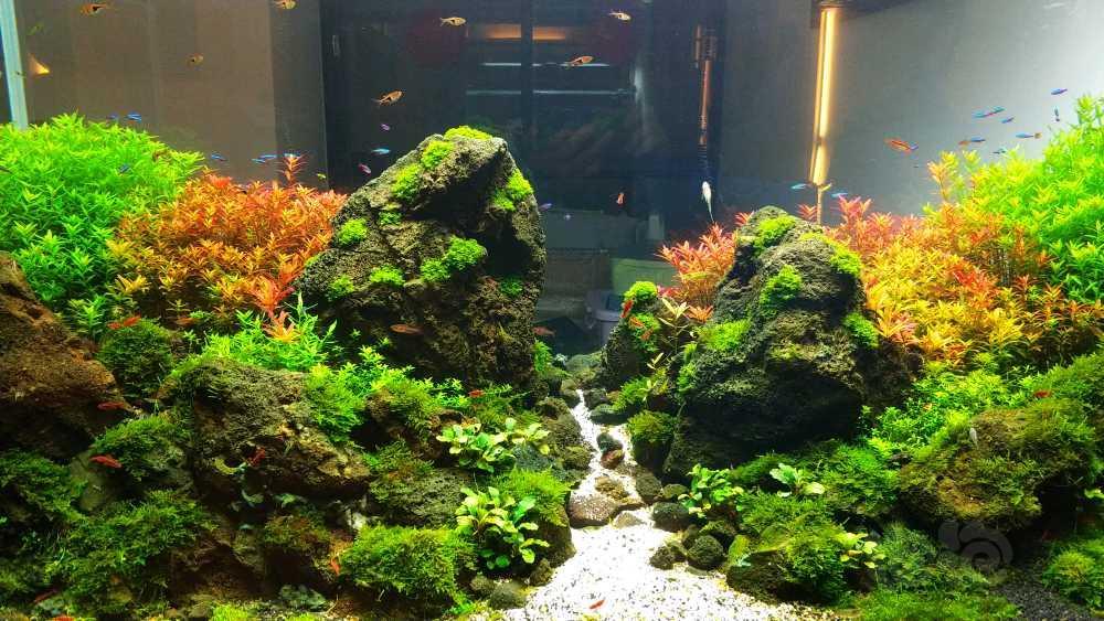 水草造景和种植 150*60*75火山岩水景,以最佳状态迎接春节回复 分享