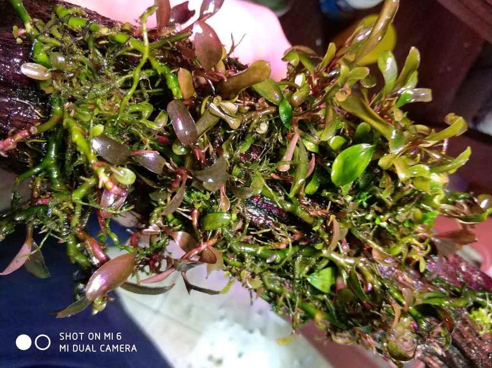 出售便宜出大坨繁殖珠辣椒榕打包有赠品