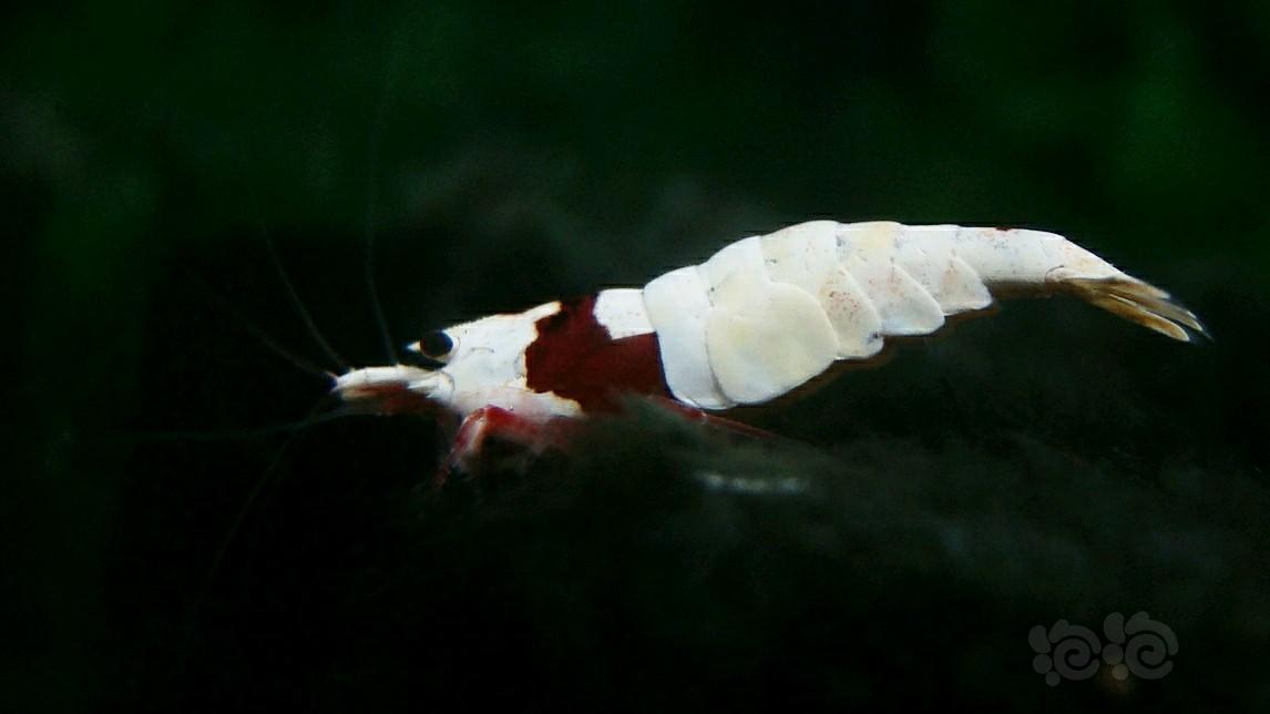 黑毛里的厚甲公虾-图1