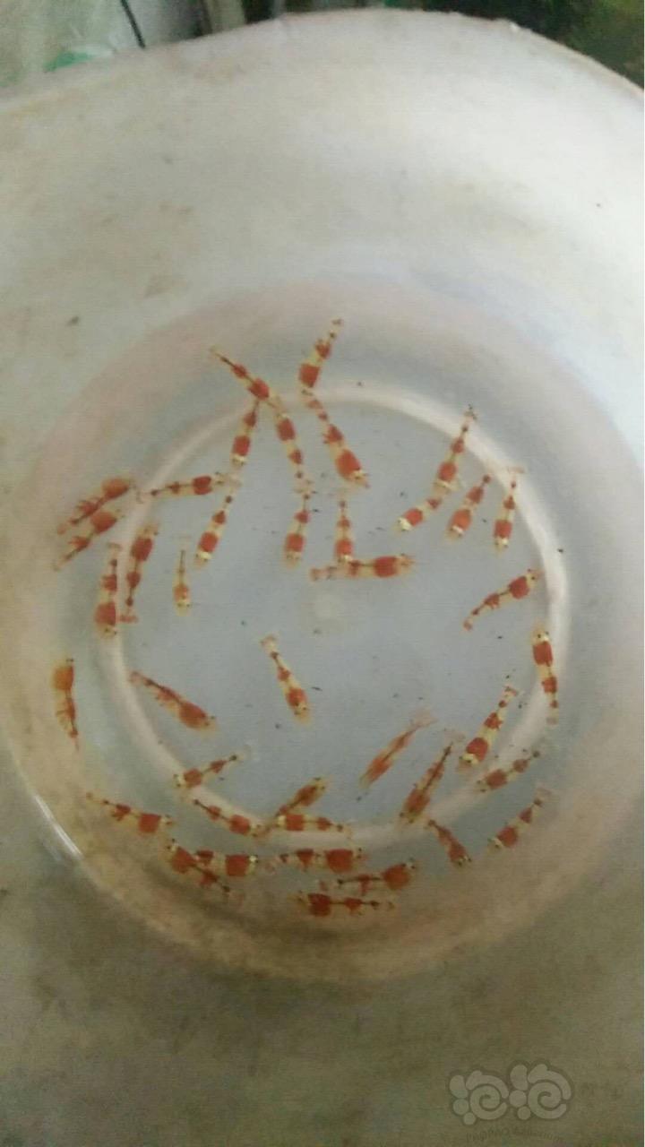 水晶虾 沈阳 观赏 繁殖 练手 闯缸-图1
