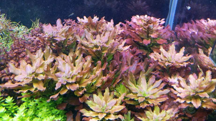 【水草】出北美丁香,红唇丁香