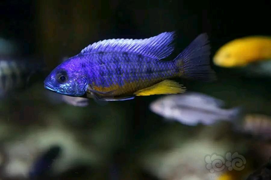 【热带鱼】三湖鱼，紫背黄肚-图1