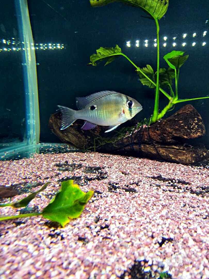 南美慈鲷圣塔伦月亮宝石