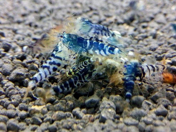 黑pinto虾里面子代出了几只蓝色ｸﾞｯ!(๑•̀ㅂ•́)و✧-图2
