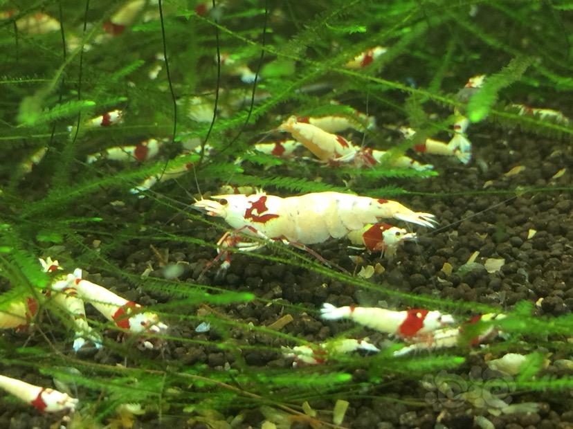 【出售】红白水晶虾出售-图6