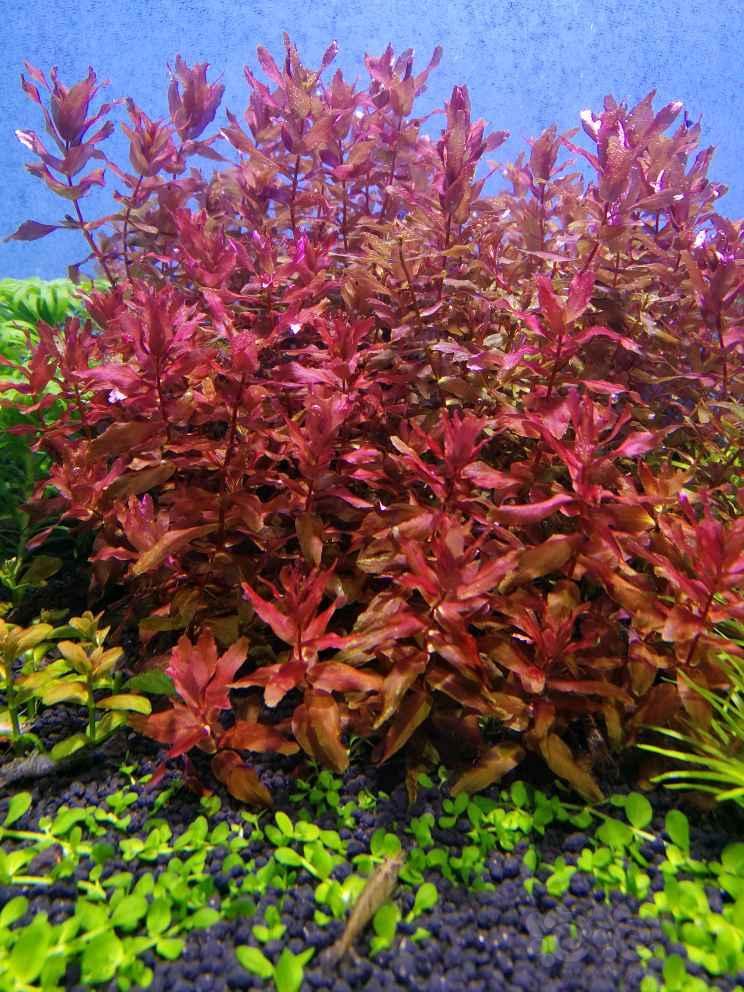 出点迷你红蝴蝶