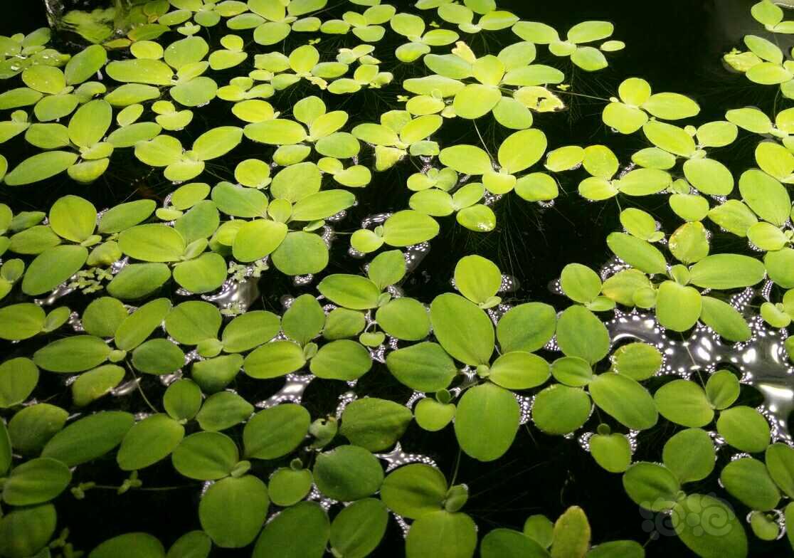 浮萍和喷泉太阳水草-图1