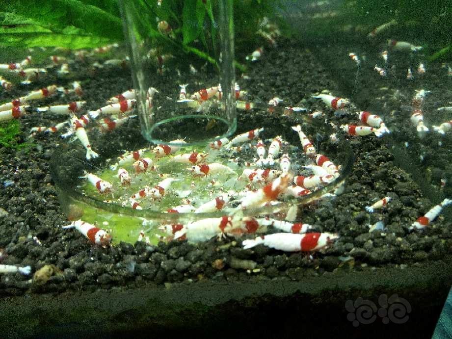 【出售】红白水晶虾换电费（100元25只）-图5
