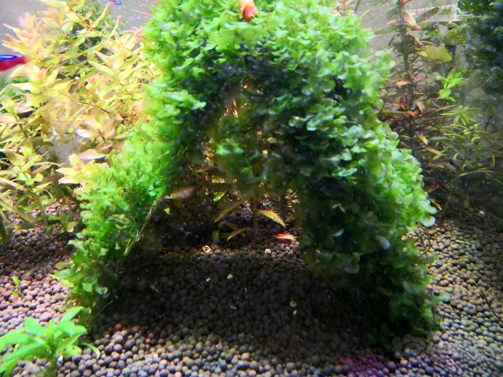 出点水草血心兰怪蕨莫斯