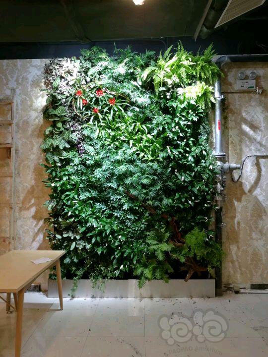 【雨林】植物墙来一贴-图1