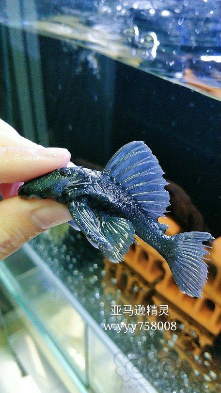 热带鱼出l239蓝丝绒