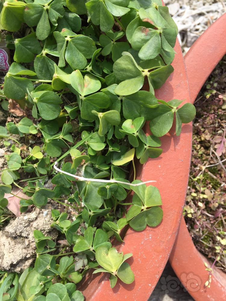 像这种三心叶瓣草能种草缸里吗