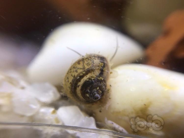 我大田螺生的小田螺壳上有东西