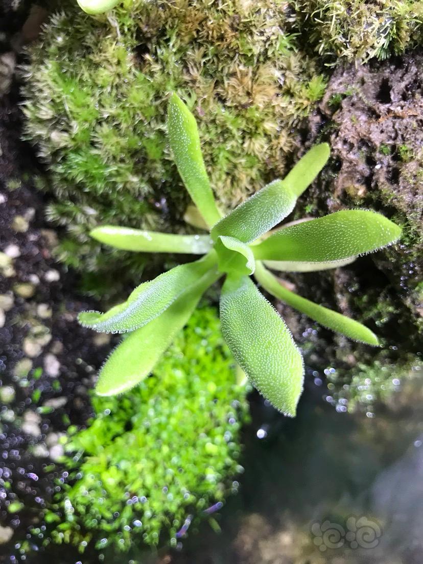 食虫春天来了小堇们纷纷开始长捕虫叶啦