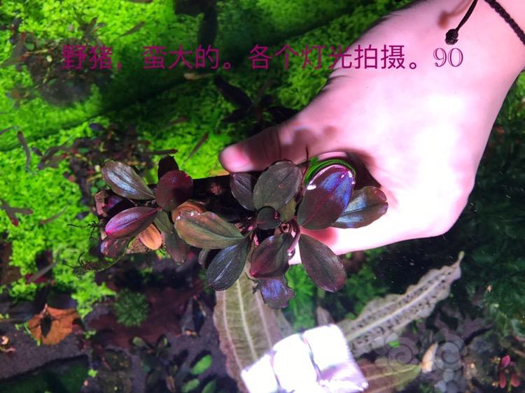 【辣椒榕】【出售】低价辣椒榕，科达岗野猪紫色旋律-图1