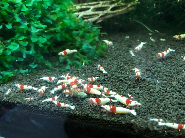 【】北京地区出两组纯血红白水晶虾-图6