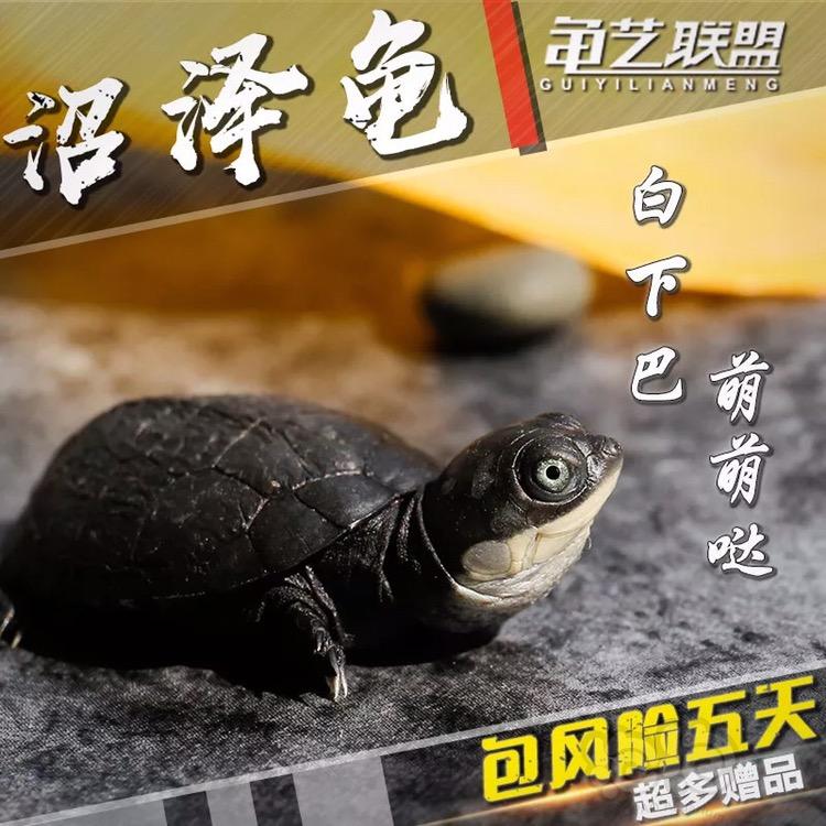 【求购】收草龟或者果核龟或者沼泽龟还有蓝宝石虾-图1