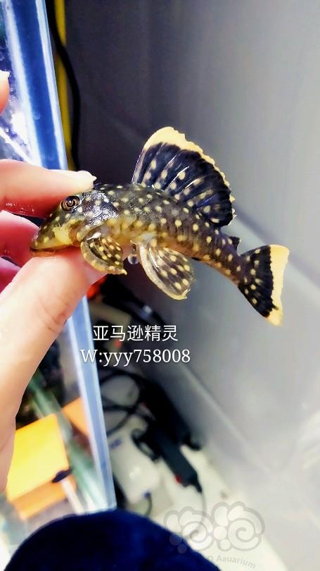 【热带鱼】出L177皇后黄珍珠-图1