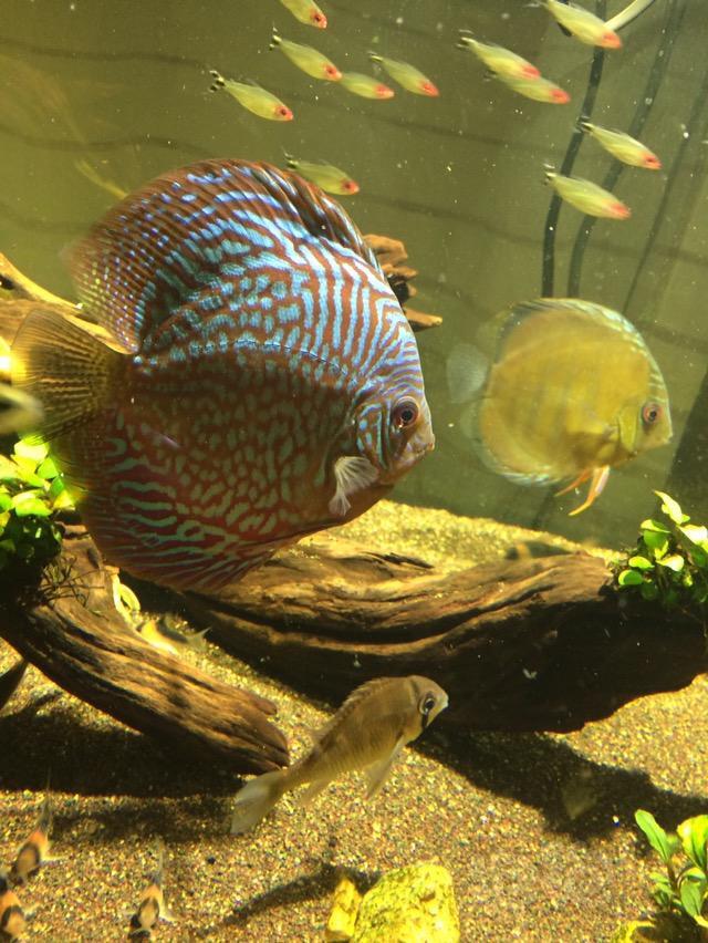 热带鱼福州出人工七彩等