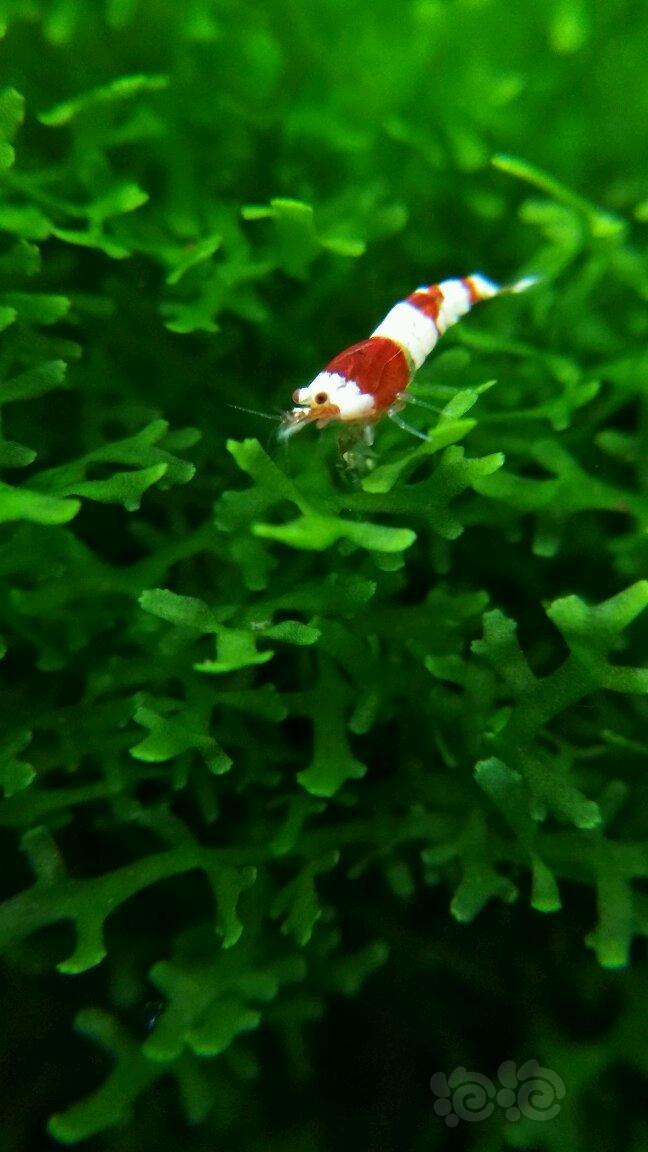 你要是长皮皮虾那么大多好