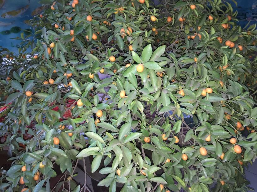 晒晒我的金枣树