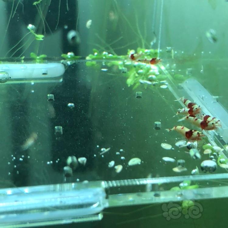 【虾】2018-03-12#RMB拍卖纯血红白水晶虾10只-图1