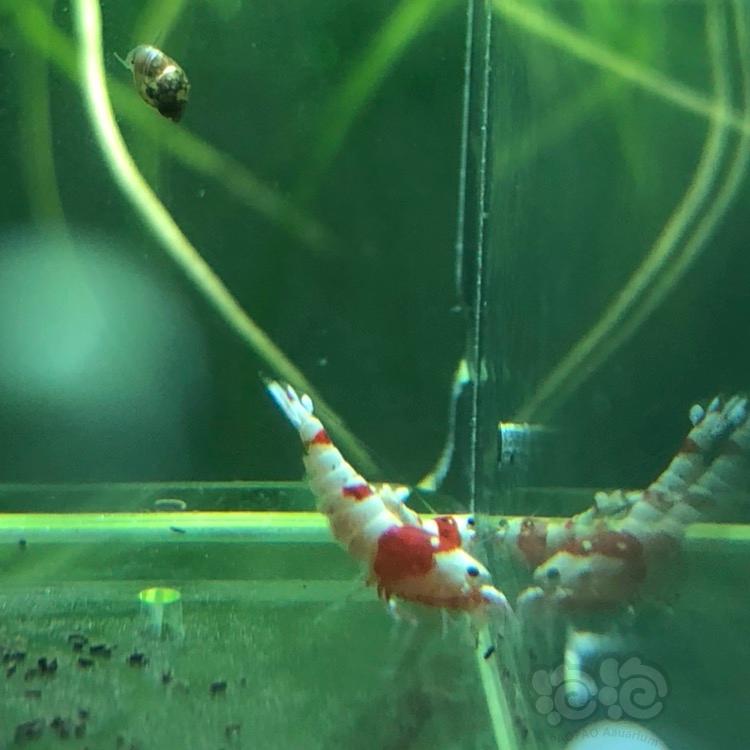 【虾】2018-03-16#RMB拍卖纯血红白水晶虾一份10只-图5