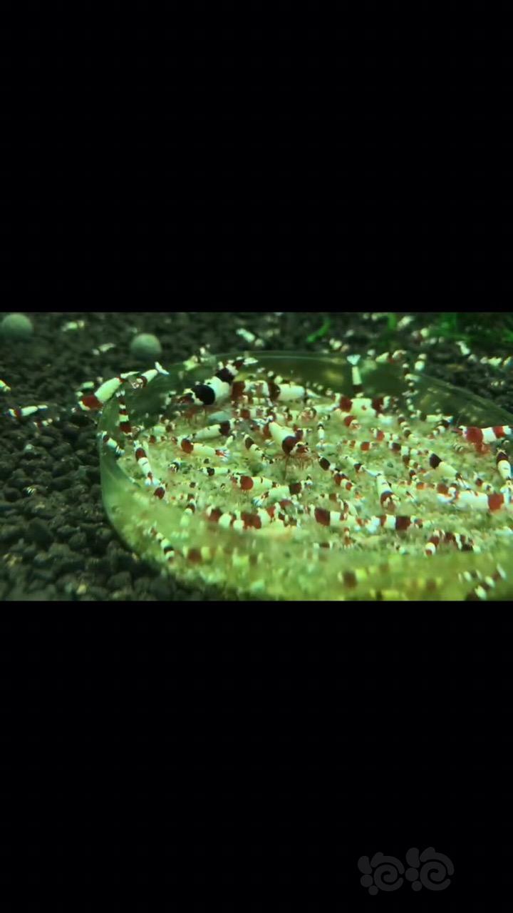 【水晶虾】清密度 出蓝化熊猫水晶虾 酒红熊猫水晶虾-图4