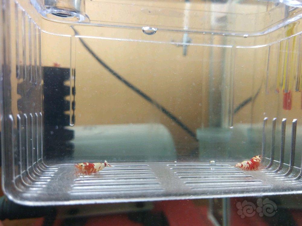 【虾】2018-3-15#RMB拍卖（淘汰）红花虎 一份2只（一公一母）-图3