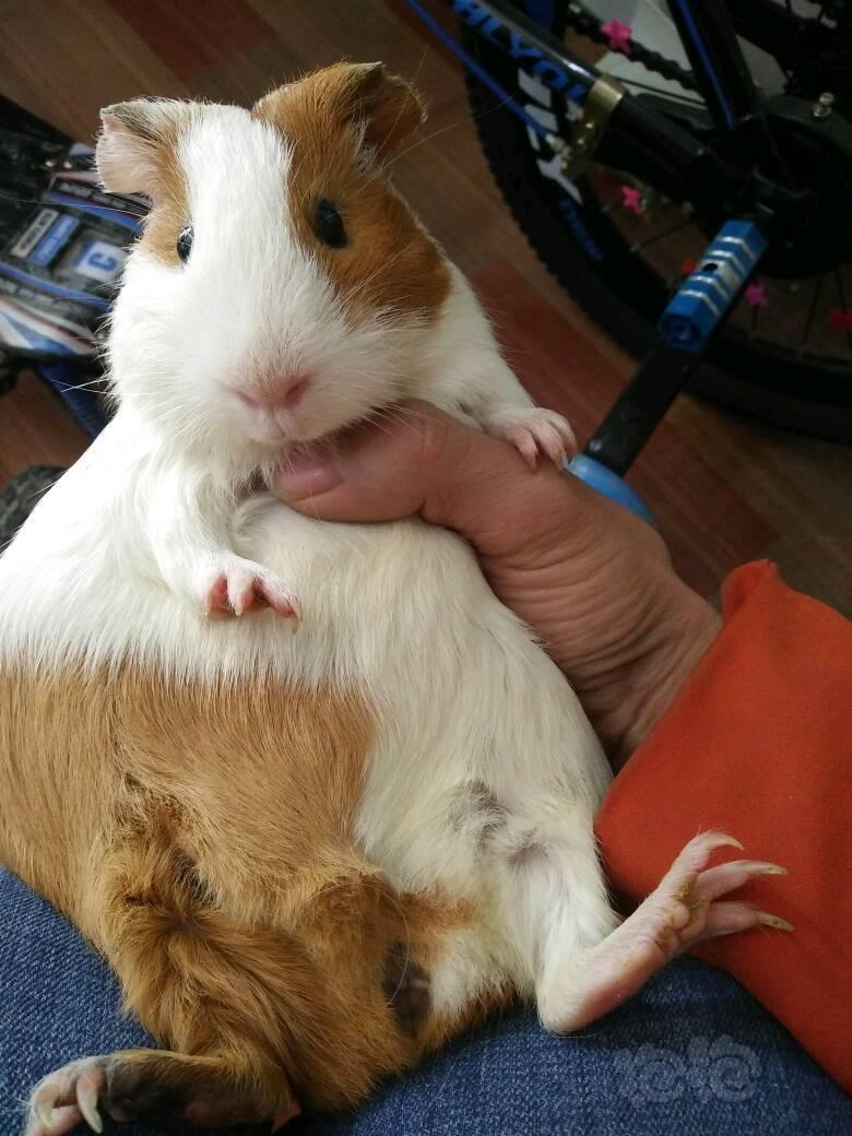 宠物荷兰猪宝宝一对