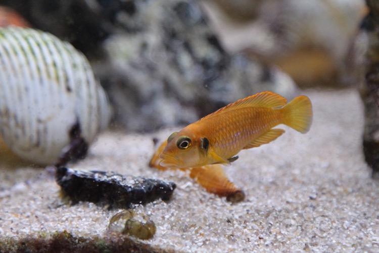 【出售】出德系黃金叮噹 黃帆種魚 藍眼鬍子種魚