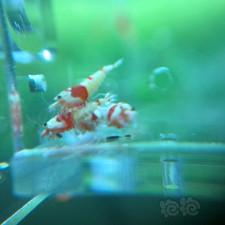 【虾】2018-3-8#RMB拍卖纯血红白水晶虾一份10只-图4