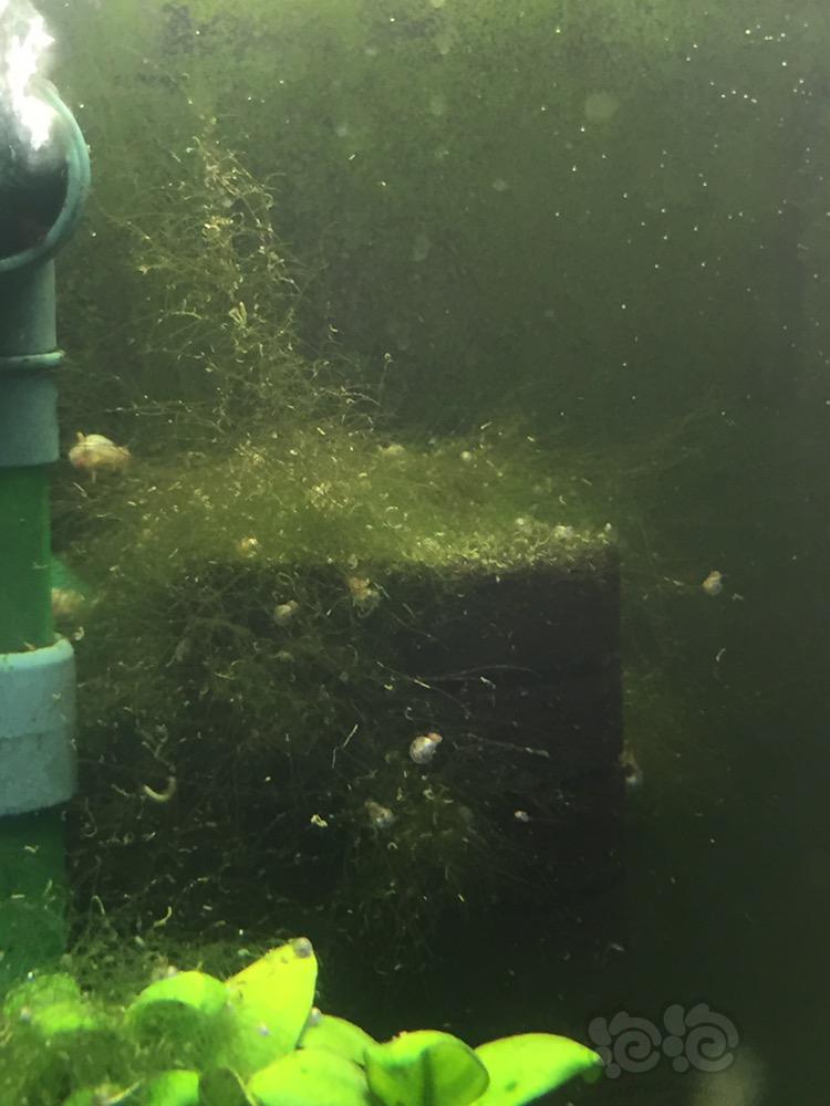 这个藻该怎么处理？-图1