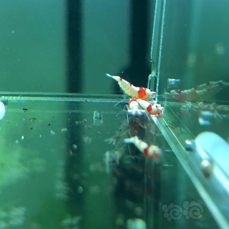 【虾】2018-03-23#RMB拍卖纯血红白水晶虾一份10只-图3