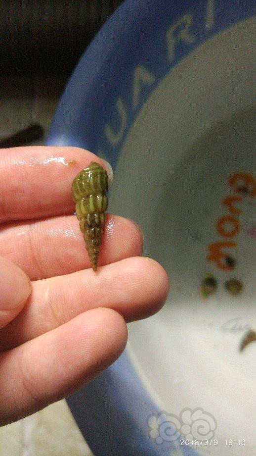 有没有大神认识这两种螺河边随便捞的