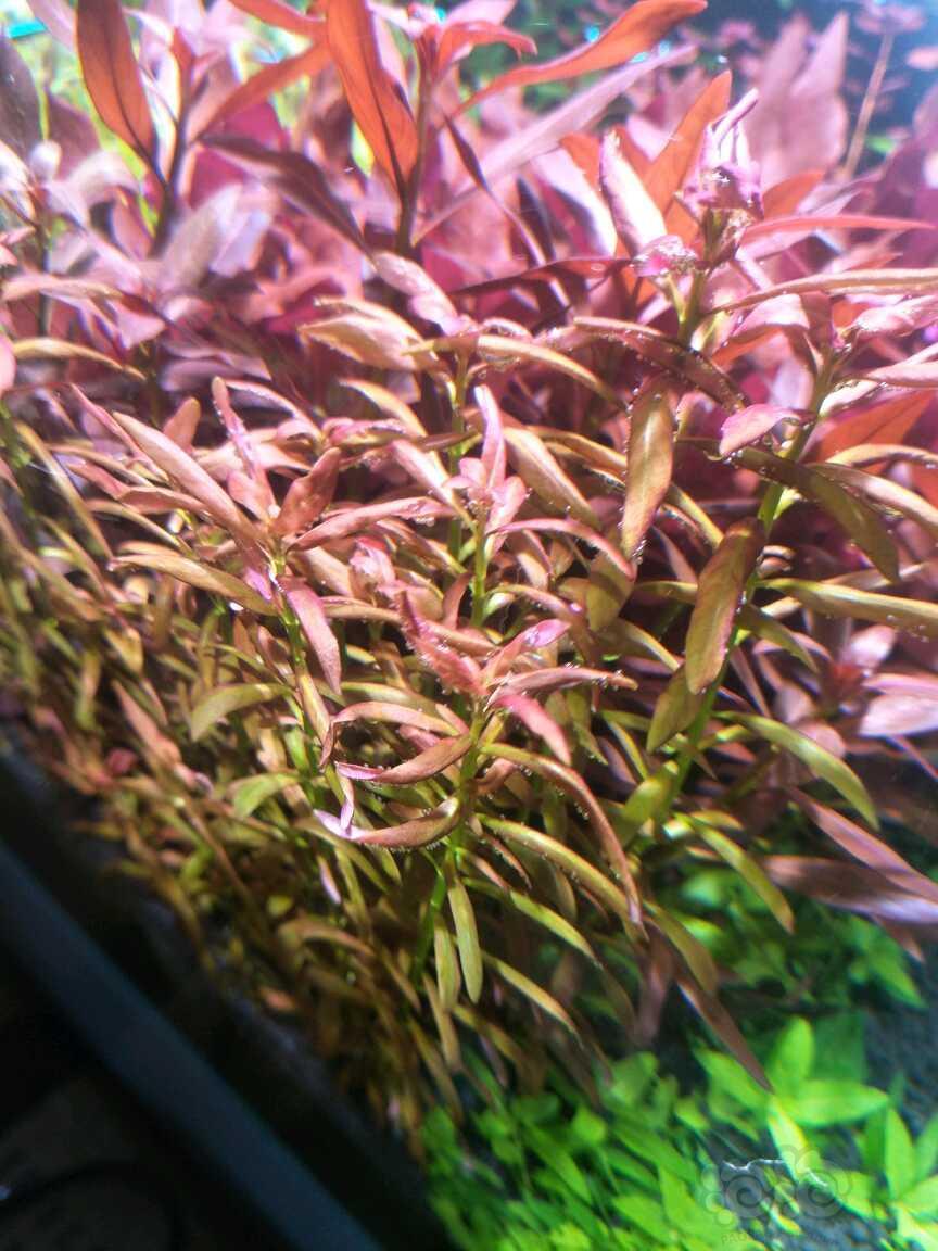 夕烧1元一颗邮费自付大概有25颗