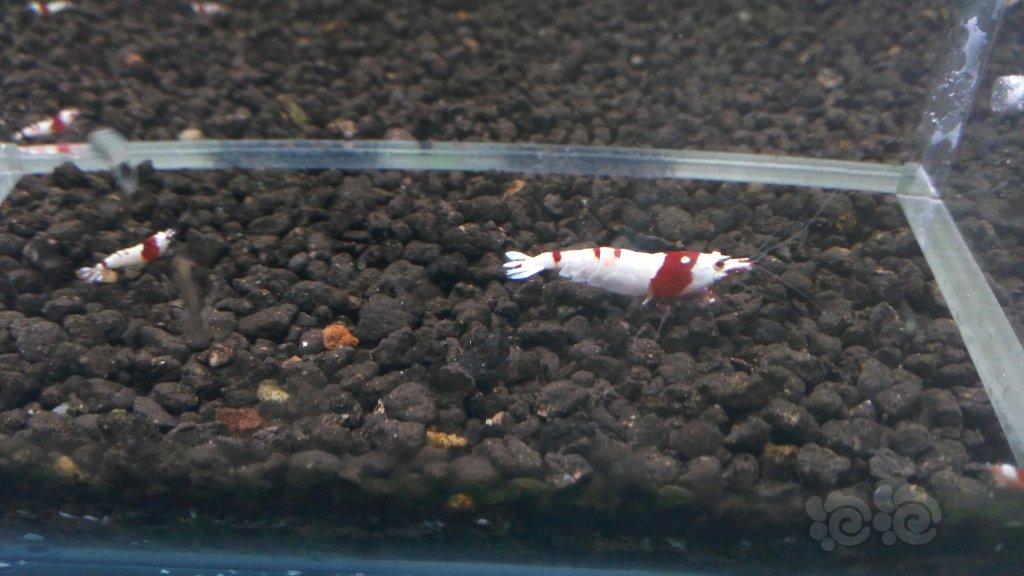 【虾】2018-03-28#RMB拍卖红白水晶虾1对-图1