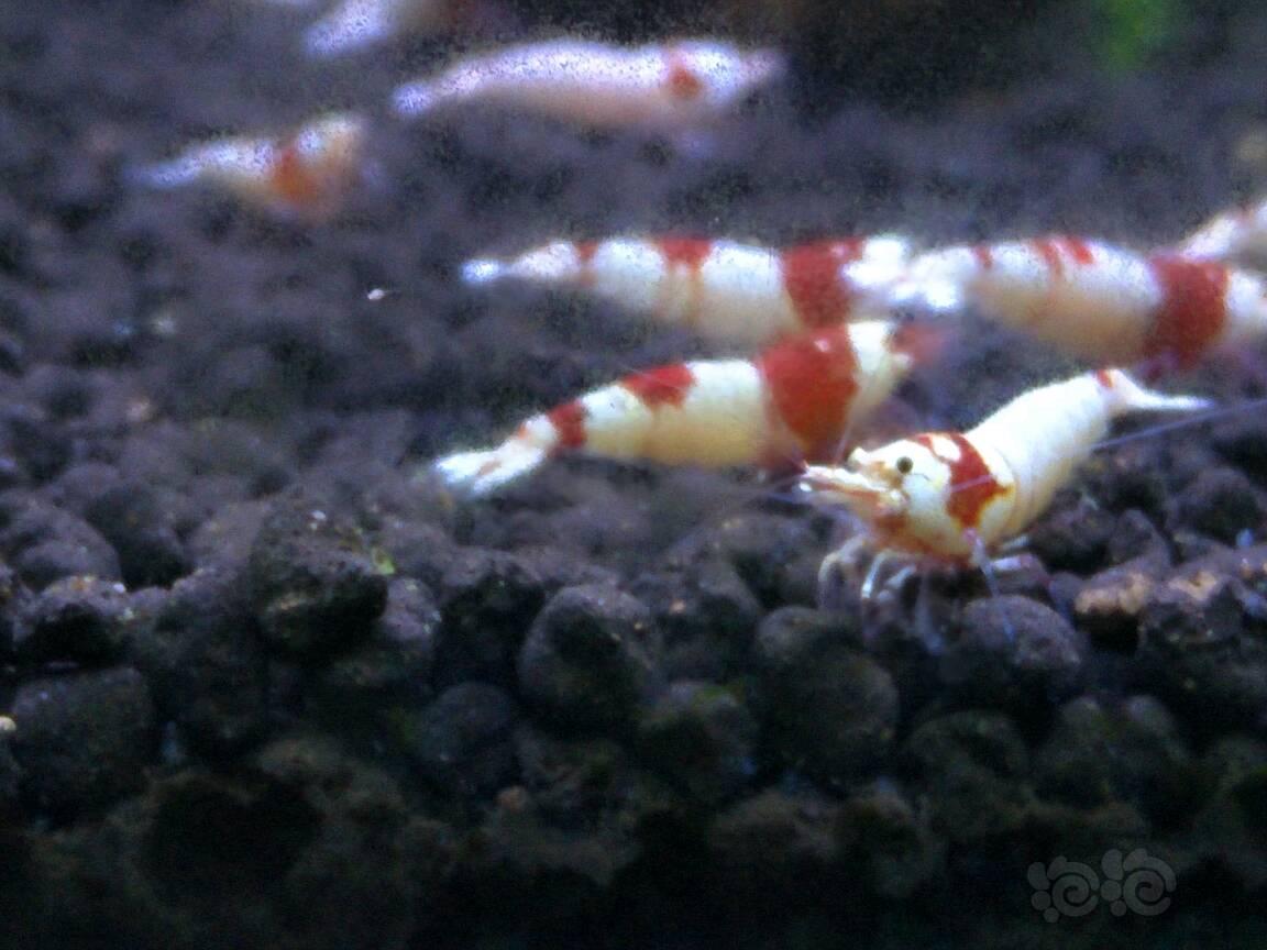 【出售】纯血红白水晶虾-图3
