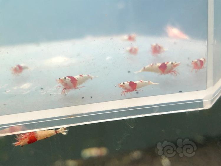 【虾】2018-03-18＃RMB拍卖纯血红白水晶虾20只—2-图4